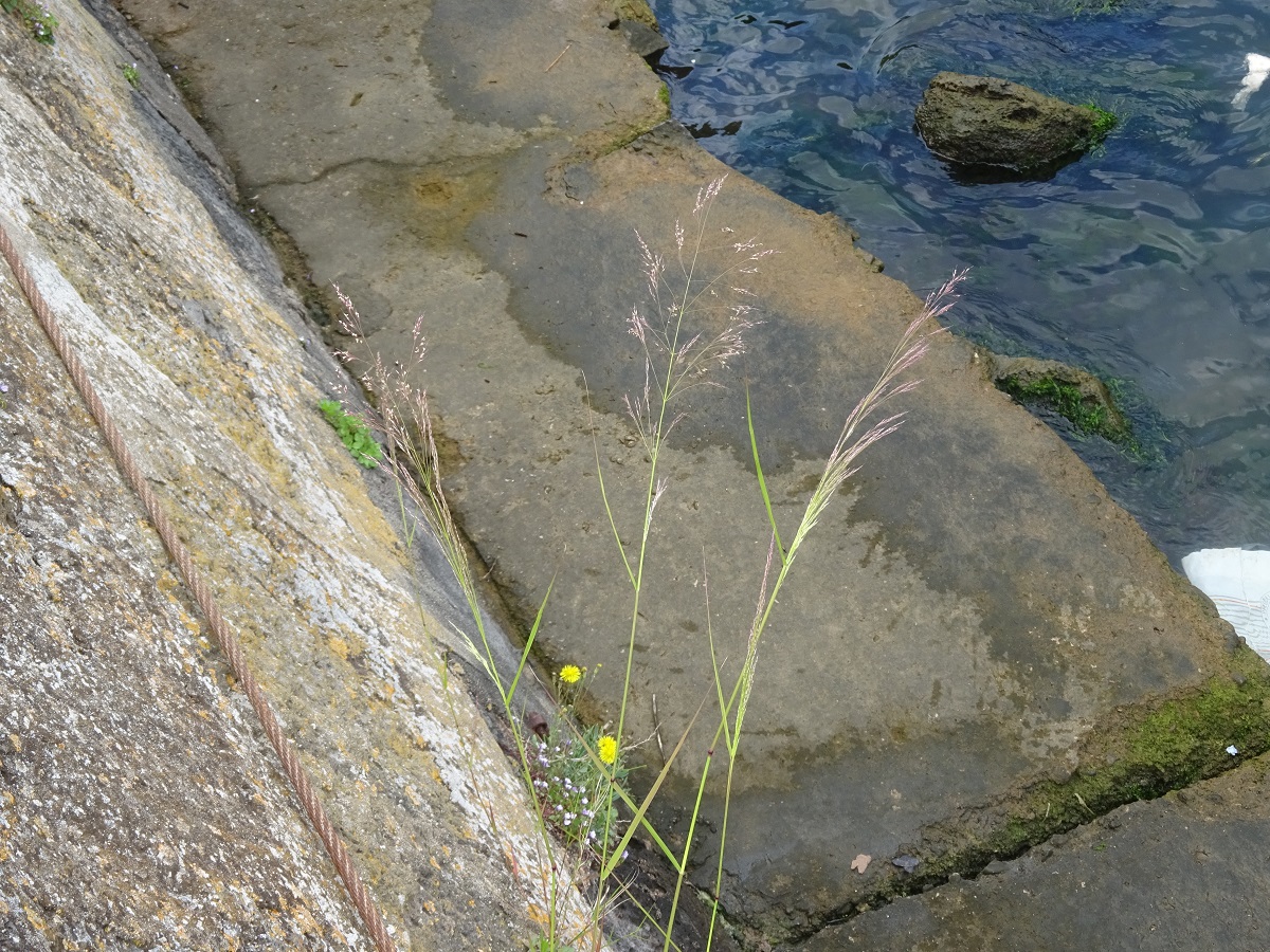 Oloptum miliaceum (Poaceae)